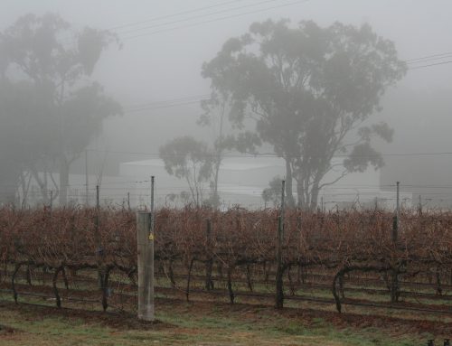 Cabernet Sauvignon in the fog