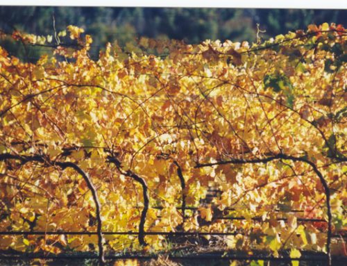 Cabernet Sauvignon vines in Autumn